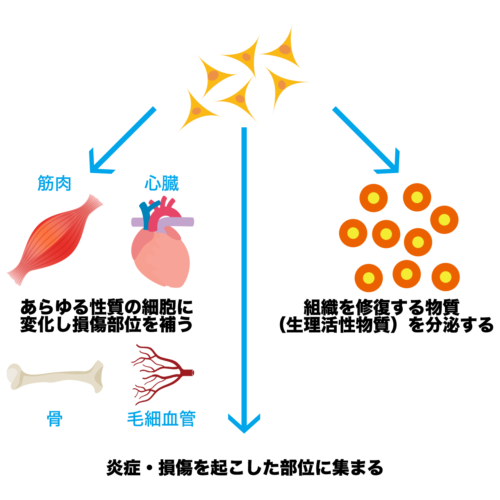 stem_cells001